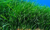 Posidonia oceanica [destacado]
