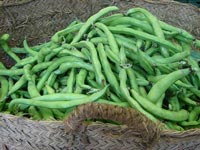 Habas, embajadoras de la primavera