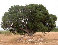 �rboles monumentales de la Regi�n