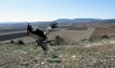 Liberaci�n de un ejemplar del buitre leonado