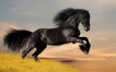 Caballo (pura sangre)
