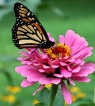 Mariposa