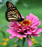 Mariposa Mariposa