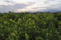 Limoneros Limoneros