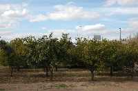 Naranjos en la Huerta de Murcia 