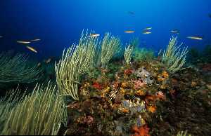 Figura 2. Una abrupta orografa tambin sumergida y una abundante vida marina se anan en los fondos marinos de la Regin