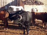 Toros  (Al pulsar se abrir� la foto en una nueva ventana.)