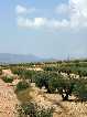 Vista general de los cultivos de olivos