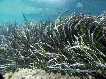 Posidonia oceanica [Murcia enclave ambiental]