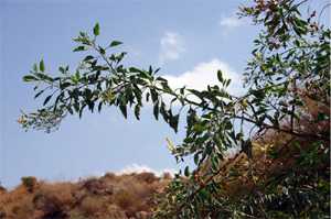Acacia en el Montej
