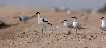 Zonas de descanso de aves migratorias en Salinas y Arenales de San Pedro
