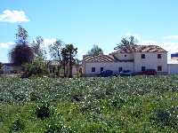Campo de alcachofas en Tercia