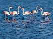 Flamencos en las salinas de San Pedro