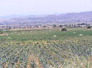 Cultivos de brcoli y meln en Aguaderas (Lorca) [Aguaderas]