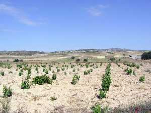 Campos de cultivo a la entrada de Avils (Lorca) 