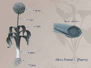 Ilustraci�n descriptiva 