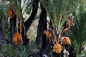 Exuberante vegetacin de palmeras en Mahoya 