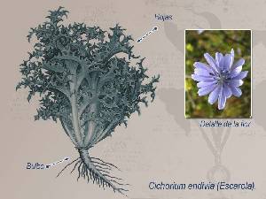 Ilustraci�n descriptiva 