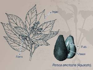 Ilustraci�n descriptiva de la planta 