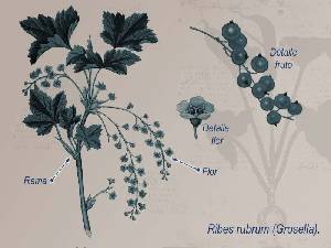 Ilustraci�n descriptiva de la planta 