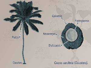 Ilustraci�n descriptiva de la planta 