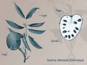 Ilustraci�n descriptiva de la planta 