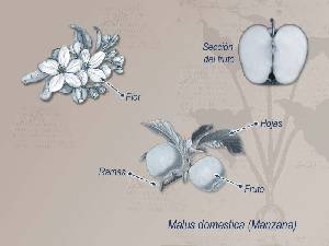 Ilustraci�n descriptiva de la planta 
