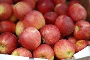 Variedad de manzana roja en el mercado [Manzanas]