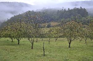 Manzanos cultivados en zonas fras 