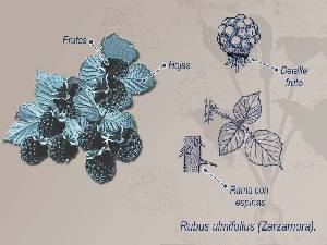 Ilustraci�n descriptiva de la planta 