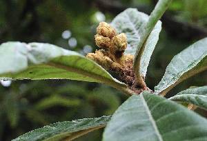 Brotes del n�spero [N�spero]