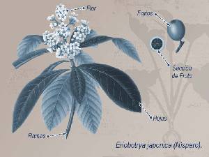 Ilustraci�n descriptiva de la planta 