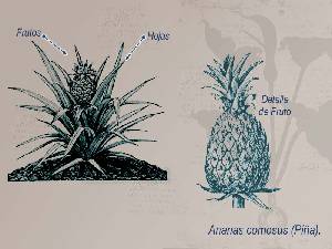 Ilustraci�n descriptiva de la planta 