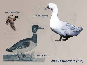 ilustraci�n comparativa 