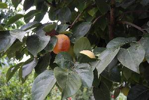 Caqui maduro en el �rbol 