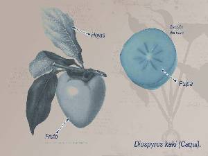 Ilustraci�n descriptiva 