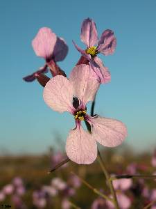 Flor de collejn (Moricandia arvensis)