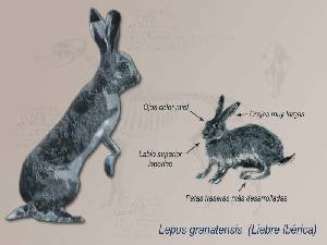 caracteristicas