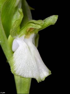Flor de Orchis collina hipocromtica