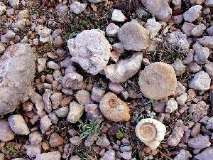 Calizas nodulosas degradadas a cantos, muchos de los cuales son restos de ammonites