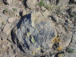 Basalto masivo con xenolitos centimtricos de lherzolita
