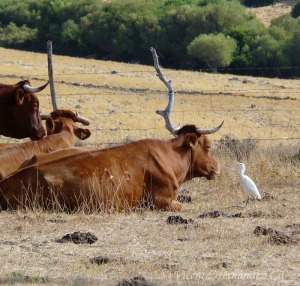 Garcilla bueyera entre ganado bovino