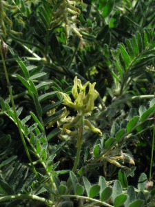Ejemplares de Astragalus nitidiflorus