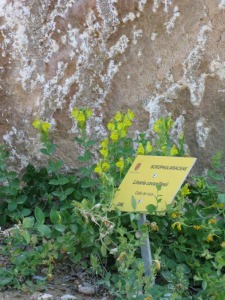Gallo de roca Linaria cavanillesii