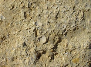 Lumaquela de pectnidos en las areniscas pliocenas de Calarreona - Antonio del Ramo