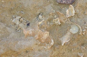 Colonia en copa de briozoos localizada en las areniscas pliocenas - Antonio del Ramo