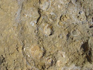 Areniscas pliocenas con restos de otreidos - Antonio del Ramo