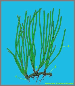 Figura 2. Representacin grfica del aspecto general de una fanergama marina. 1 races, 2 rizoma, 3 haz de hojas y 4 hoja (segn Boudouresque, Ch.-F. & Meinesz, A., 1982)