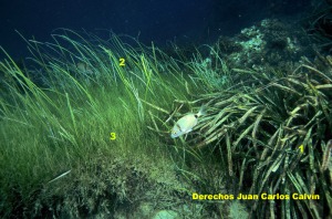 Figura 4. Presencia conjunta de tres de las cuatro especies que aparecen en los fondos de Murcia. 1  Posidonia oceanica, 2 Cymodocea nodosa y 3 Zostera noltii