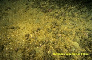 Figura 6. Aspecto del paisaje fondos detrticos sin desarrollo de algas calcreas de vida libre